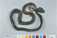 藏品(赤尾青竹絲)的圖片